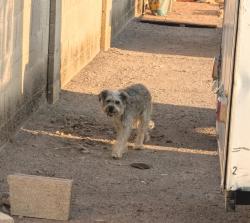 Found/Stray Unknown Dog last seen Bel De Mar & Rural rd, Tempe, AZ 85283