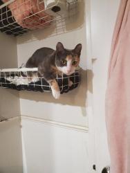 Lost Female Cat last seen Morehead Ln, Jasmine Estates, FL 34668