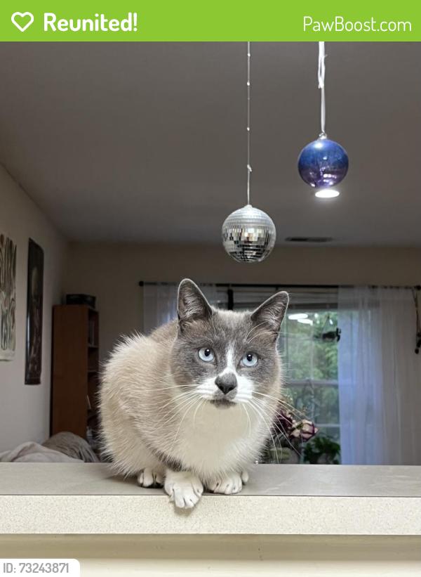 Reunited Male Cat last seen Near Bush lane by the farm, Denver, NC 28037