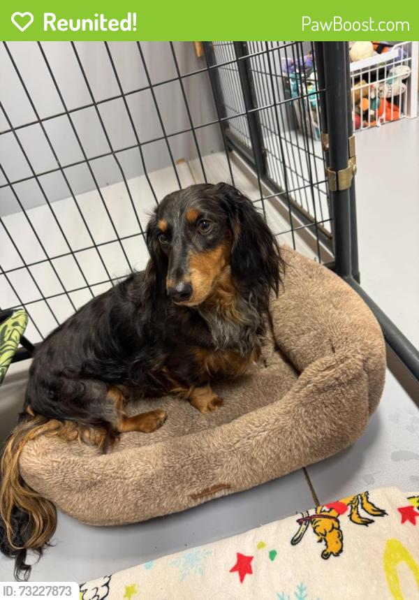 Reunited Male Dog last seen Love joy road & route 240 hwy, Commodore, PA 15729