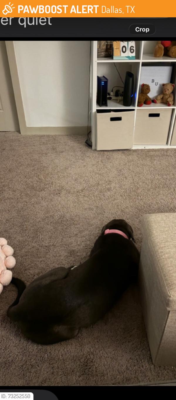 Found/Stray Female Dog last seen Walnut hill area ish, Dallas, TX 75201