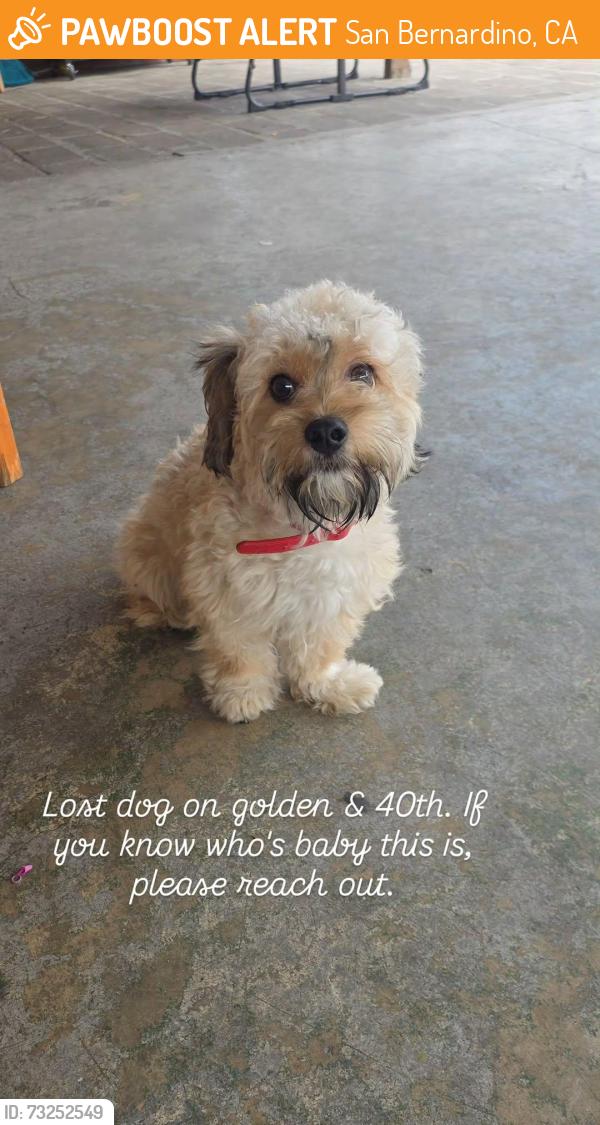 Found/Stray Male Dog last seen Golden and 40th, San Bernardino, CA 92404