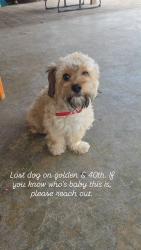Found/Stray Male Dog last seen Golden and 40th, San Bernardino, CA 92404