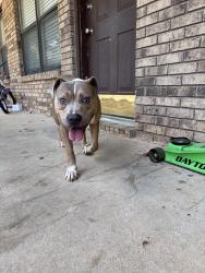 Found/Stray Male Dog last seen N college, down the road from potters hse, and auto zone., Fayetteville, AR 72703