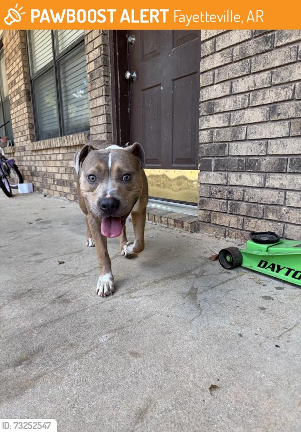 Found/Stray Male Dog last seen N college, down the road from potters hse, and auto zone., Fayetteville, AR 72703