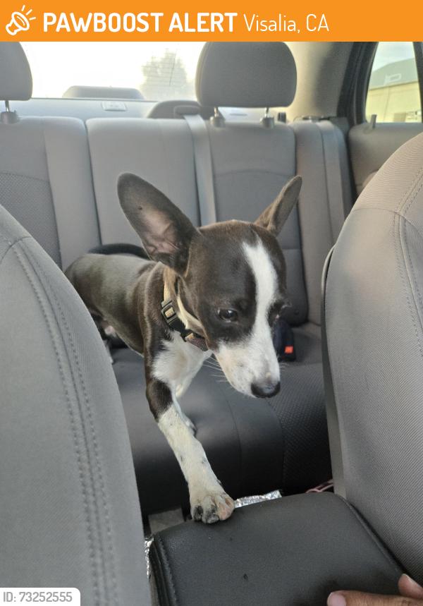 Found/Stray Male Dog last seen Autozone, church, Visalia, CA 93291