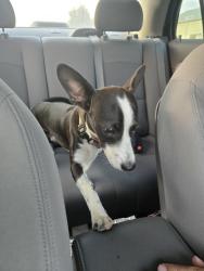 Found/Stray Male Dog last seen Autozone, church, Visalia, CA 93291