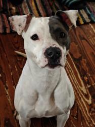 Found/Stray Female Dog last seen Garrow st, Houston, TX 77003