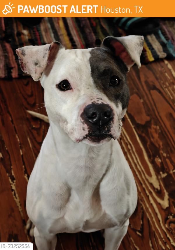 Found/Stray Female Dog last seen Garrow st, Houston, TX 77003