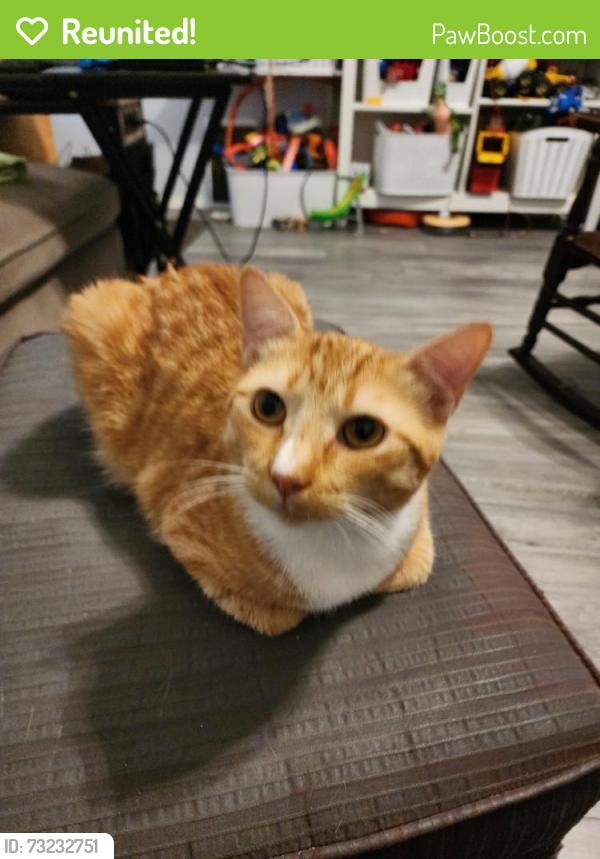 Reunited Male Cat last seen Hanover and Morningside, Grand Prairie, TX 75052