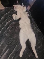 Lost Male Cat last seen Calvary and Lake Conroe Bay, Montgomery County, TX 77318