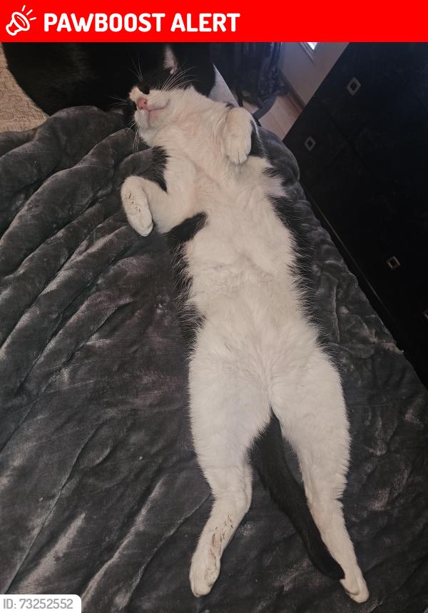 Lost Male Cat last seen Calvary and Lake Conroe Bay, Montgomery County, TX 77318