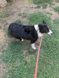 Found/Stray Male Dog last seen White Oak Mountain, Bradley County, TN 37312