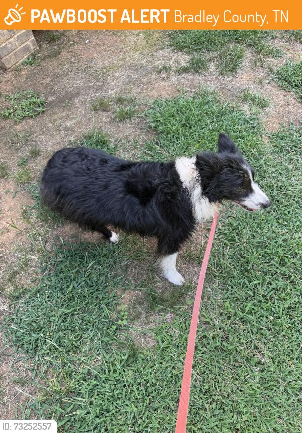 Found/Stray Male Dog last seen White Oak Mountain, Bradley County, TN 37312
