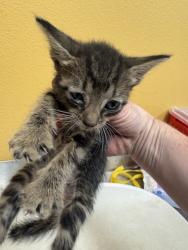 Shelter Stray Female Cat last seen Near Samuell Blvd, 75149, TX, 1650 Gross Rd, Mesquite, TX 75149, USA