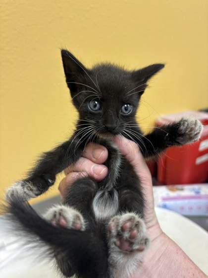 Shelter Stray Male Cat last seen Near Samuell Blvd, 75149, TX, 1650 Gross Rd, Mesquite, TX 75149, USA
