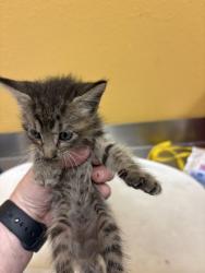 Shelter Stray Female Cat last seen Near Samuell Blvd, 75149, TX, 1650 Gross Rd, Mesquite, TX 75149, USA