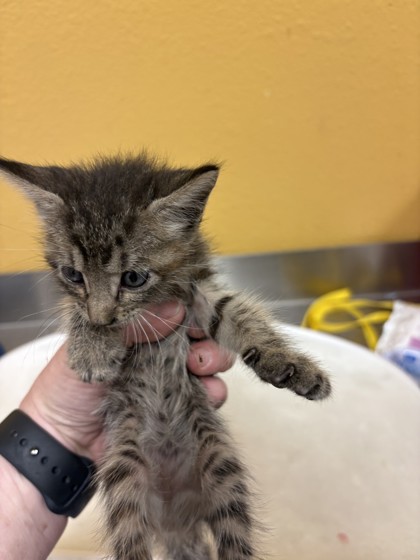 Shelter Stray Female Cat last seen Near Samuell Blvd, 75149, TX, 1650 Gross Rd, Mesquite, TX 75149, USA