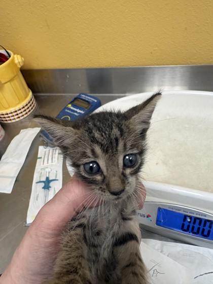 Shelter Stray Male Cat last seen Near Samuell Blvd, 75149, TX, 1650 Gross Rd, Mesquite, TX 75149, USA