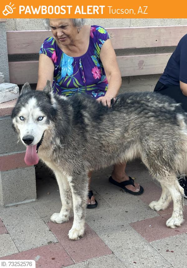 Found/Stray Male Dog last seen Golf links and Wilmot, Tucson, AZ 85711