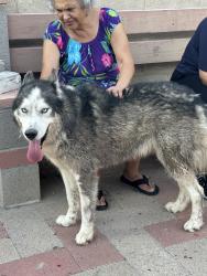 Found/Stray Male Dog last seen Golf links and Wilmot, Tucson, AZ 85711
