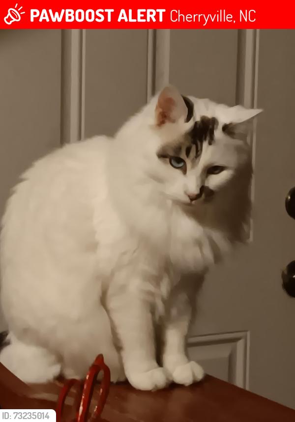 Lost Male Cat last seen Foster Rd, Cherryville, NC 28021