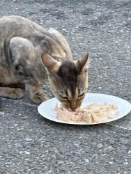 Found/Stray Unknown Cat last seen Adeline Street, Emeryville, CA 94608