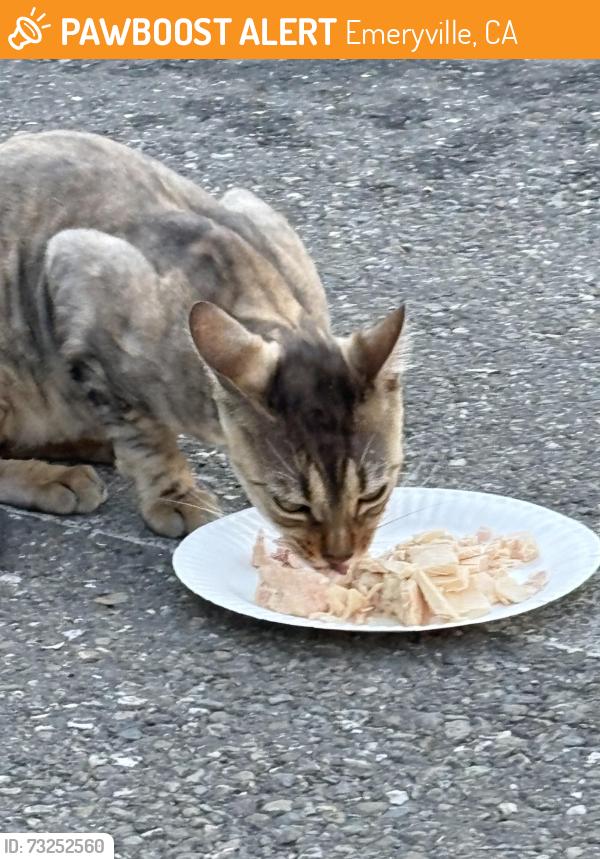 Found/Stray Unknown Cat last seen Adeline Street, Emeryville, CA 94608