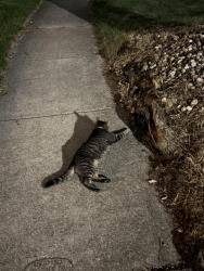 Found/Stray Unknown Cat last seen Wexford dr, Warren, MI 48092