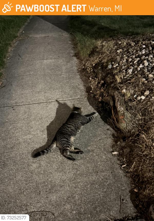 Found/Stray Unknown Cat last seen Wexford dr, Warren, MI 48092