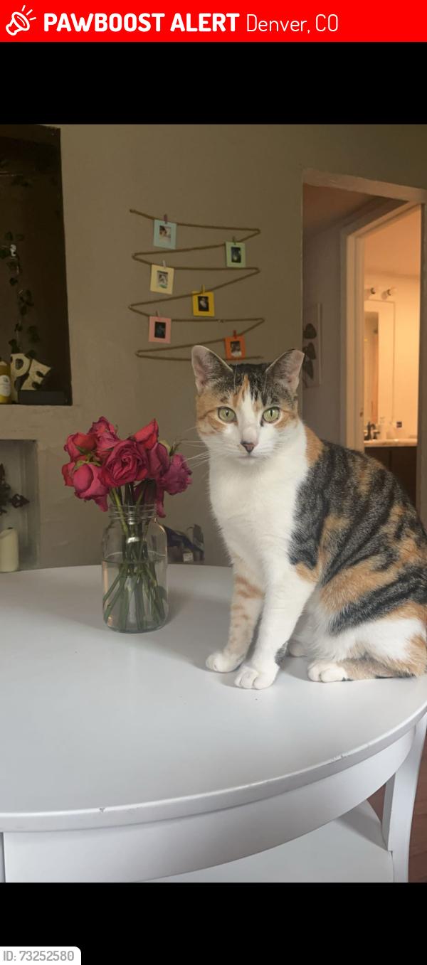 Lost Female Cat last seen ;, Denver, CO 80227