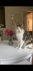 Lost Female Cat last seen ;, Denver, CO 80227