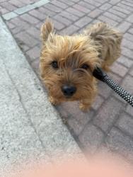 Found/Stray Male Dog last seen Lizbeth and Sunkist, Anaheim, CA 92806