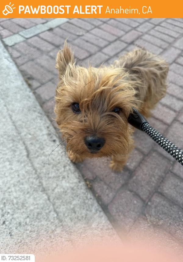 Found/Stray Male Dog last seen Lizbeth and Sunkist, Anaheim, CA 92806