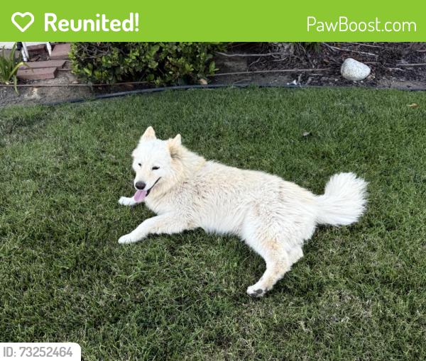Reunited Female Dog last seen Near M.L.K. Jr. St, Carson, CA 90746, USA, Carson, CA 90746