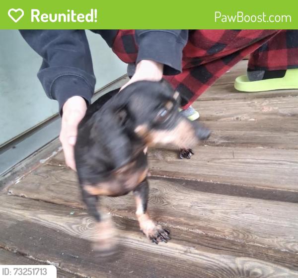 Reunited Female Dog last seen South Bend, IN, USA, South Bend, IN 46601