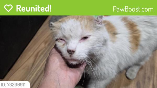 Reunited Male Cat last seen Cherry, Fontana, CA 92335