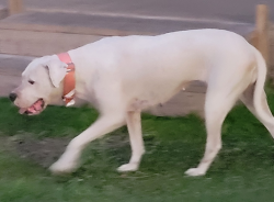 Reunited Female Dog last seen Near Braniff @ Randolph St Skyscraper Shadows subdivision, Houston, TX 77061