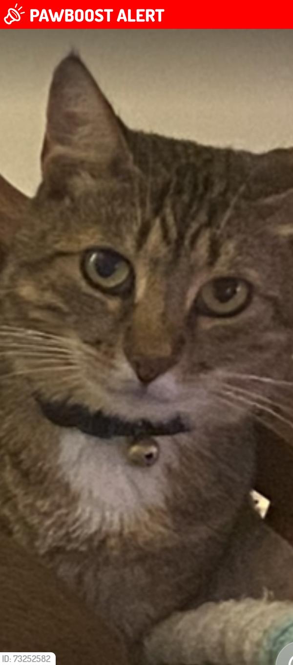 Lost Male Cat last seen Patio Lane near Btookins, Olmsted Township, OH 44138