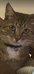 Lost Male Cat last seen Patio Lane near Btookins, Olmsted Township, OH 44138