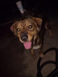 Found/Stray Unknown Dog last seen Tallman and martinez elem, Martinez, GA 30907