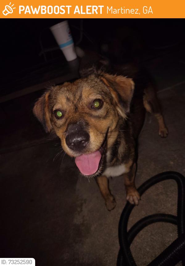 Found/Stray Unknown Dog last seen Tallman and martinez elem, Martinez, GA 30907
