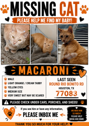 Reunited Male Cat last seen Rio bonito, Houston, TX 77083