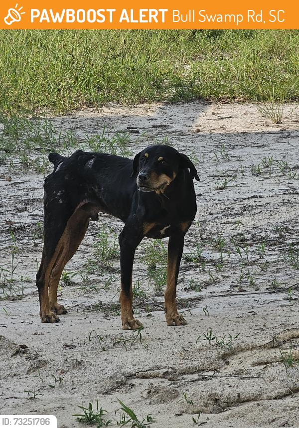 Found/Stray Male Dog last seen Bull Swamp baptist church, Bull Swamp Rd, SC 29112