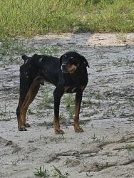 Found/Stray Male Dog last seen Bull Swamp baptist church, Bull Swamp Rd, SC 29112