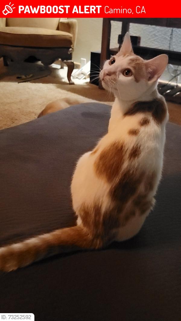 Lost Male Cat last seen North Canyon, Camino, CA 95709