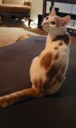 Lost Male Cat last seen North Canyon, Camino, CA 95709