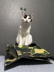 Lost Female Cat last seen Near Vineland and Valerio, Los Angeles, CA 91352
