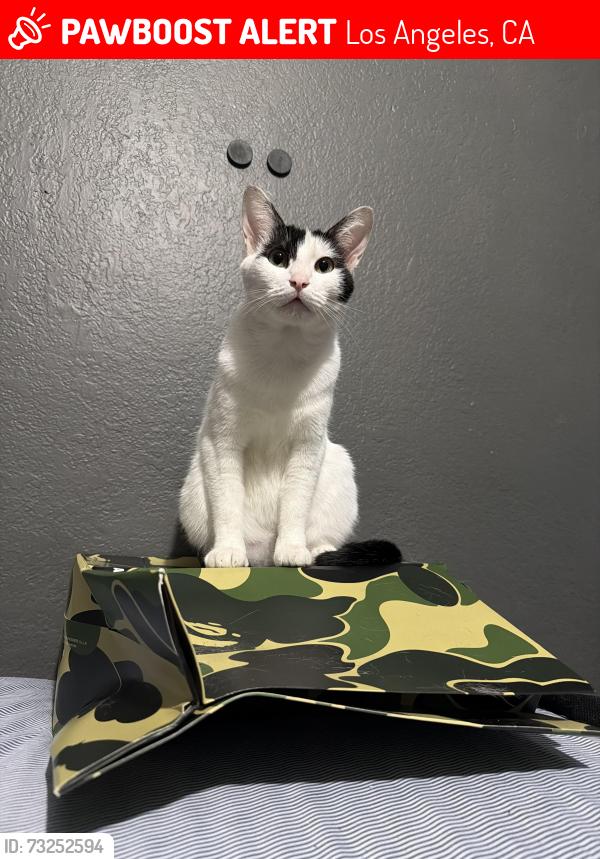 Lost Female Cat last seen Near Vineland and Valerio, Los Angeles, CA 91352
