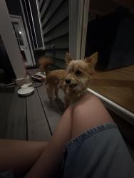 Found/Stray Unknown Dog last seen Found wandering in Dayton MN, near pineview lane, Dayton, MN 55327